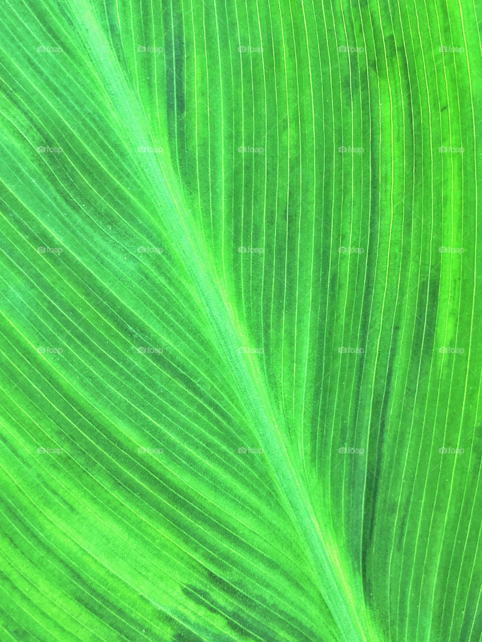 Leaf Macro