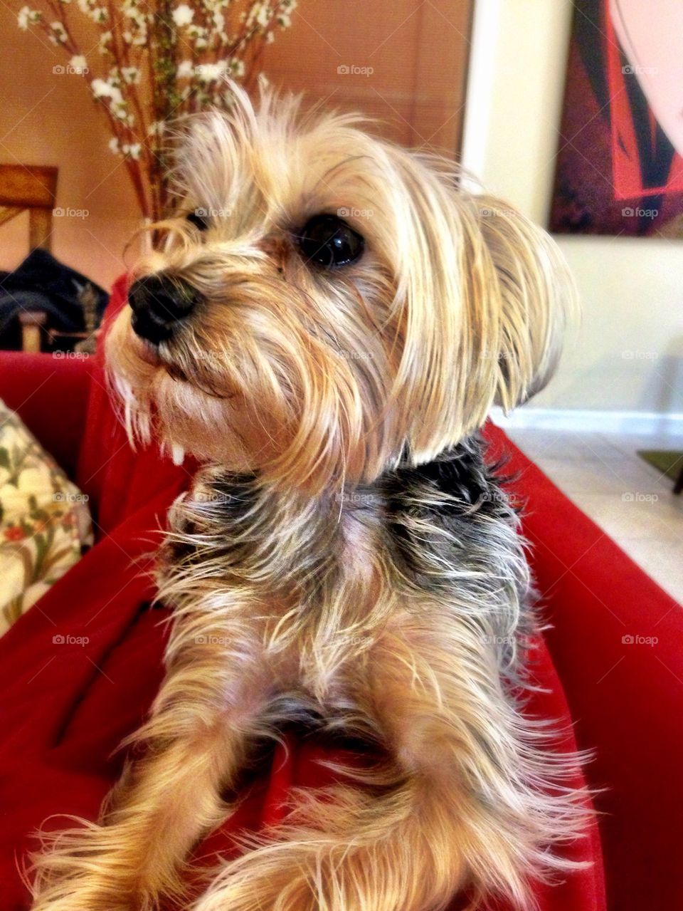 Yorkshire Terrier dog sitting in the house