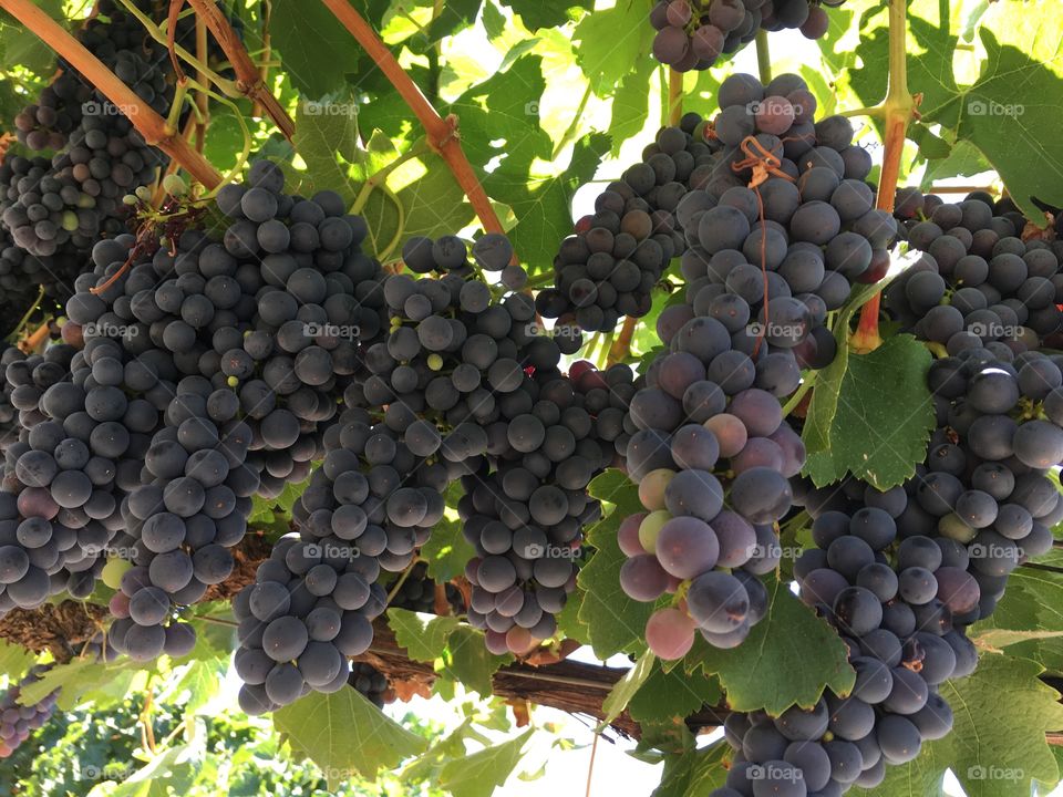 Bunches of grapes on vine