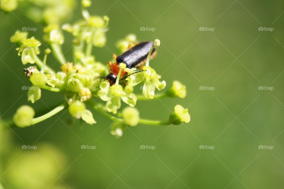 Beetle on plants