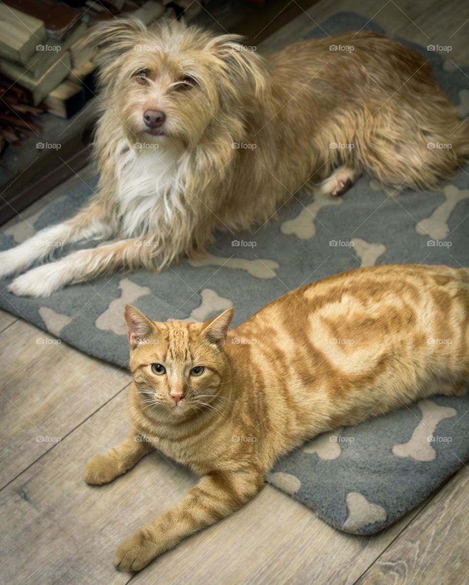 Cat and dog sitting on a rug together