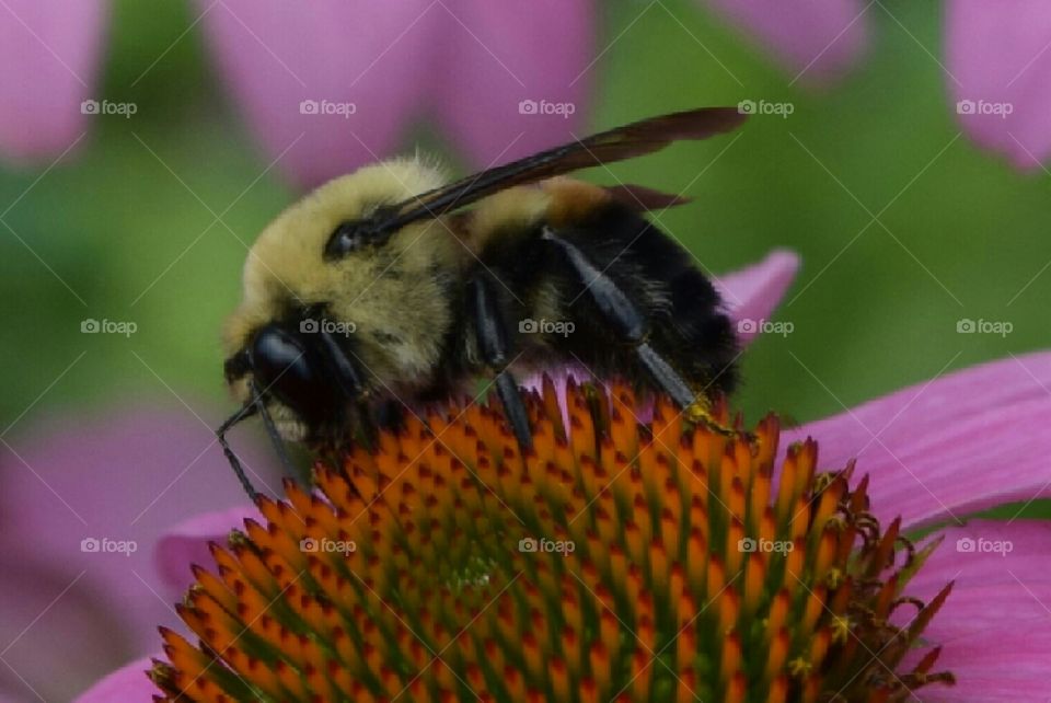 summer nature. Bumble bee