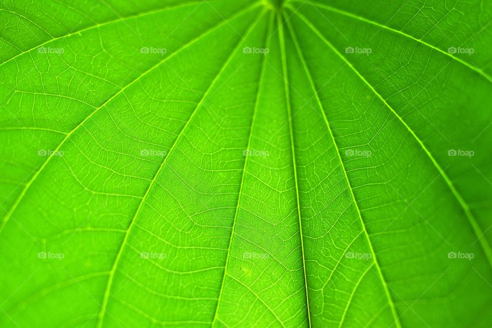 texture of leaf