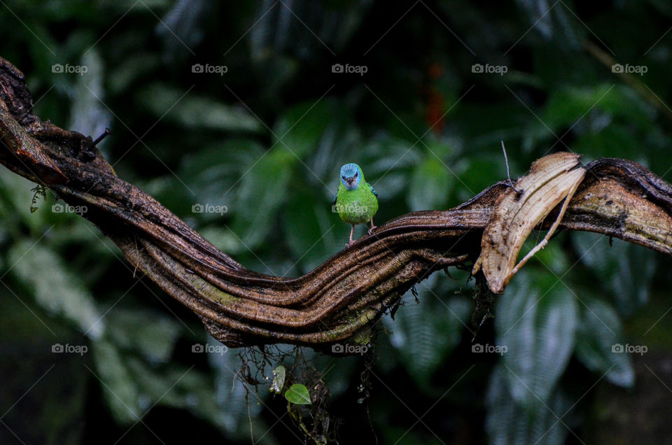 Green Honeycreeper