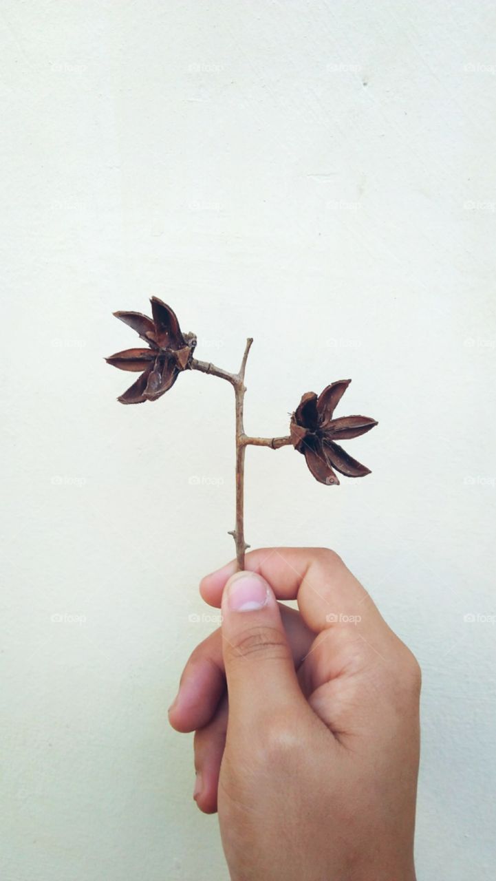 Holding on to this piece of dried flora, makes you wonder if anyone saw it's beauty while it was still alive.