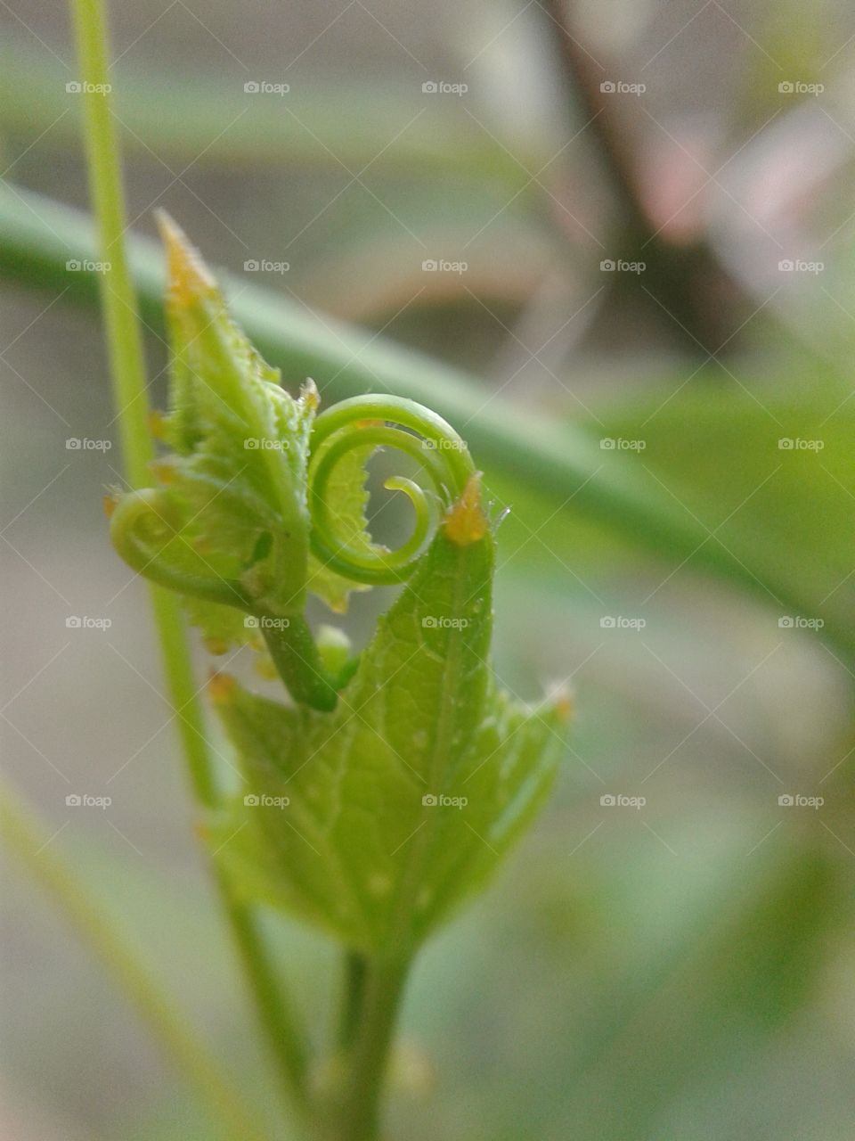 ivy gourd. green ivy gourd in garden