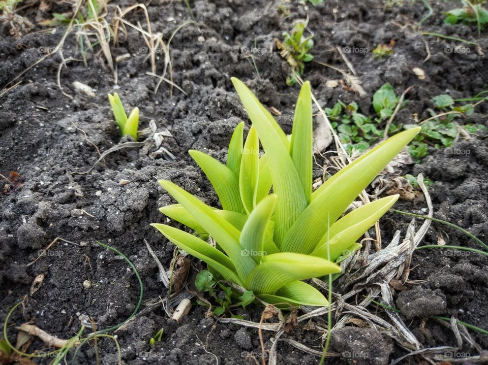 The green of the daylily. spring, March. Garden.