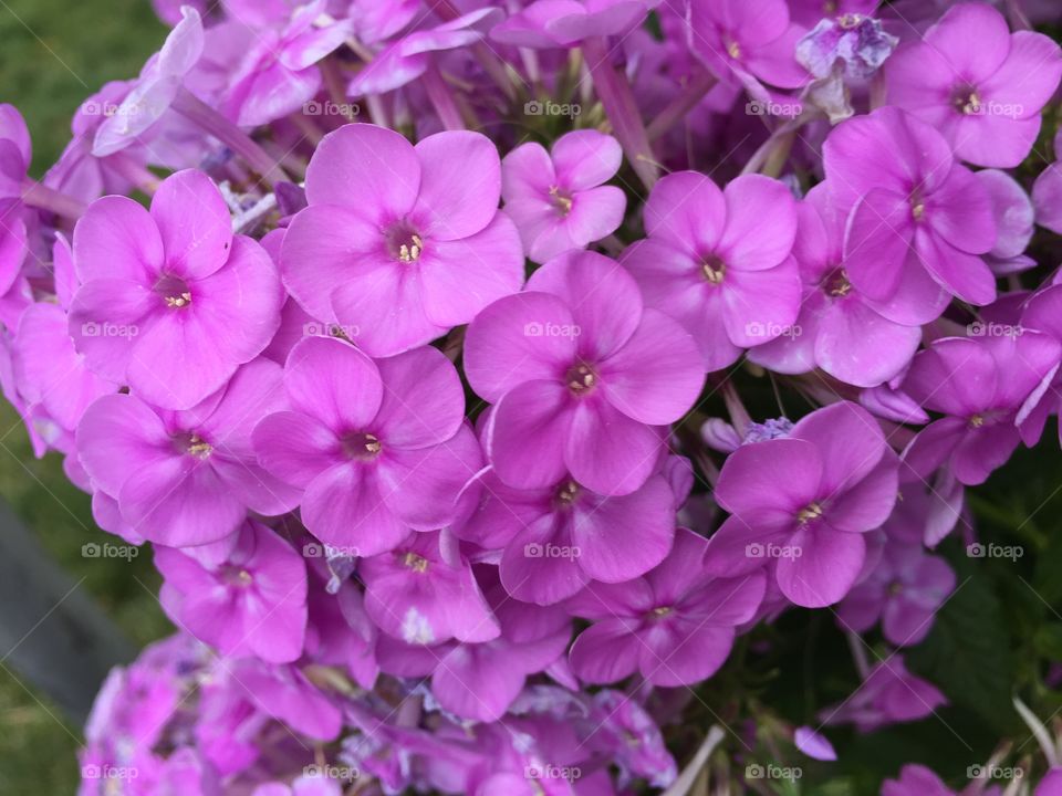 Purple flowers