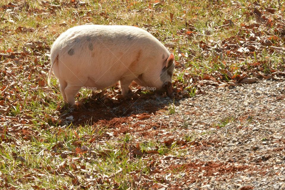 Happy Pig in the Sunshine 