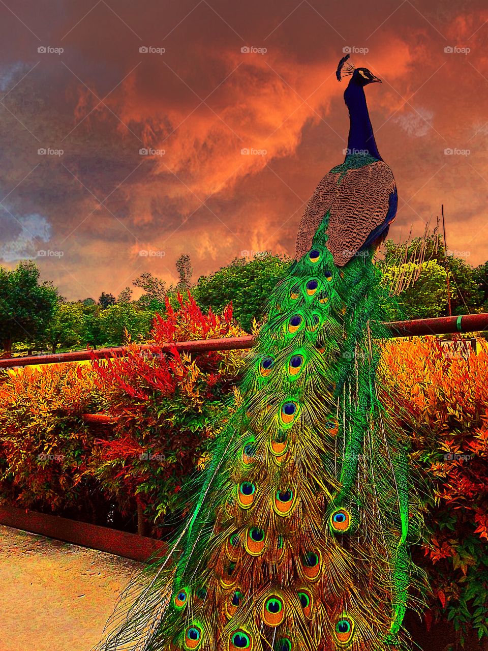 peacock