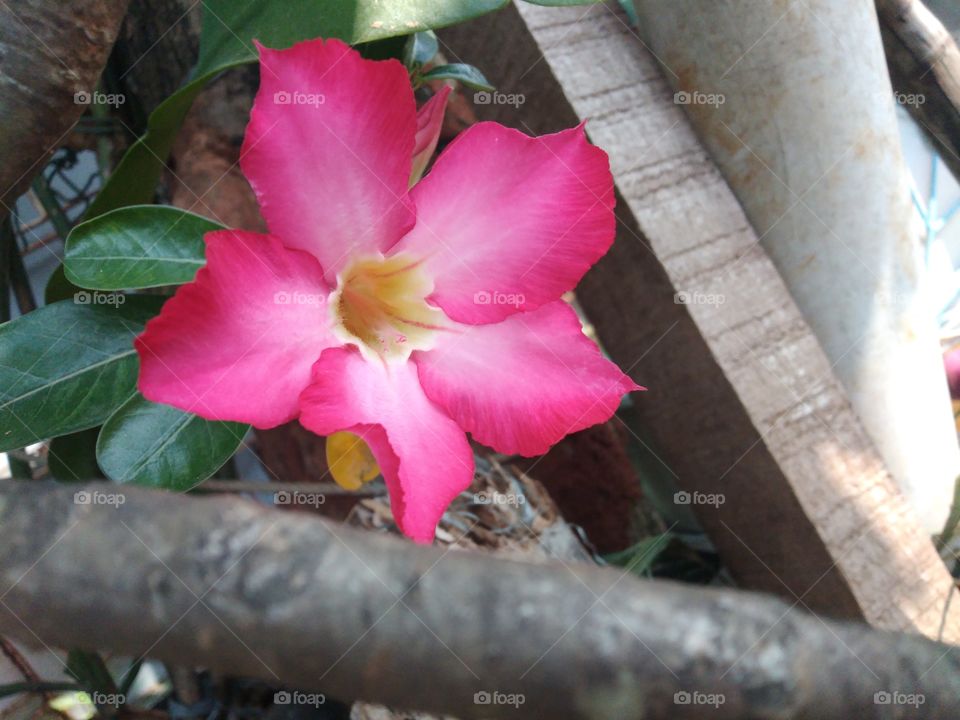 I saw a pot filled with small frangipani flowers whose pink flowers were blooming among the piles of wood and other plants