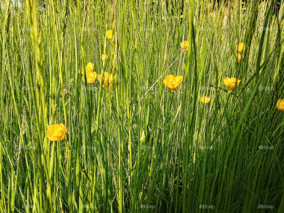 Buttercups and grasses