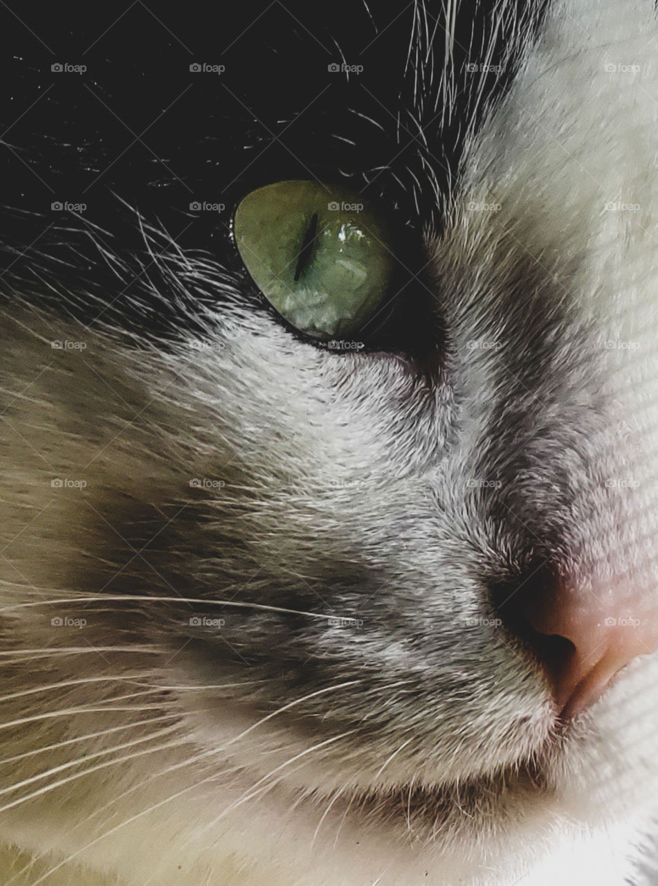 Up close photograph of a cat gazing out the window.