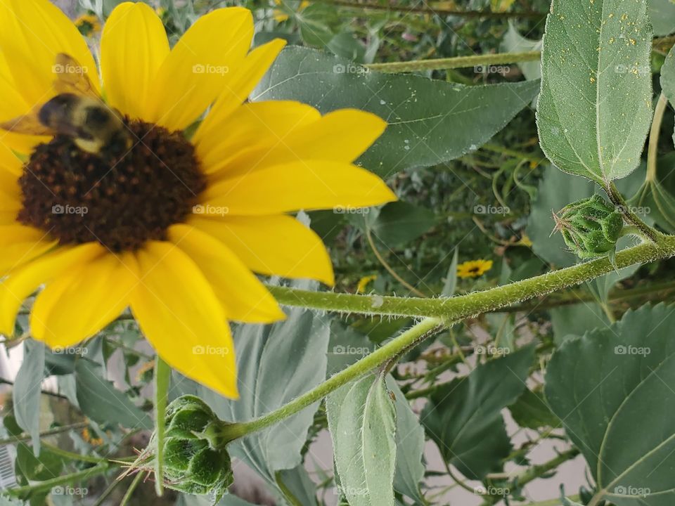 Bumblebee on sunflower