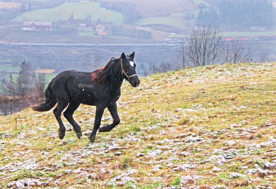 Cantering horse 