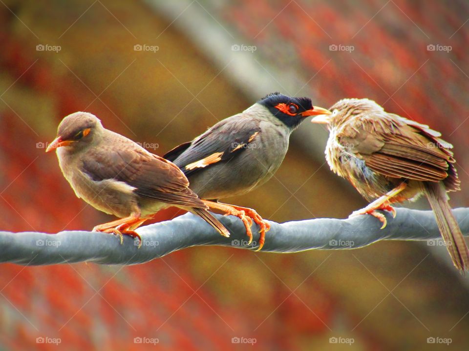 Bank myna (Acridotheres ginginianus) is a myna found in northern parts of South Asia. It is smaller but similar in colouration to the common myna but differs in having a brick red bare skin behind the eye in place of yellow.