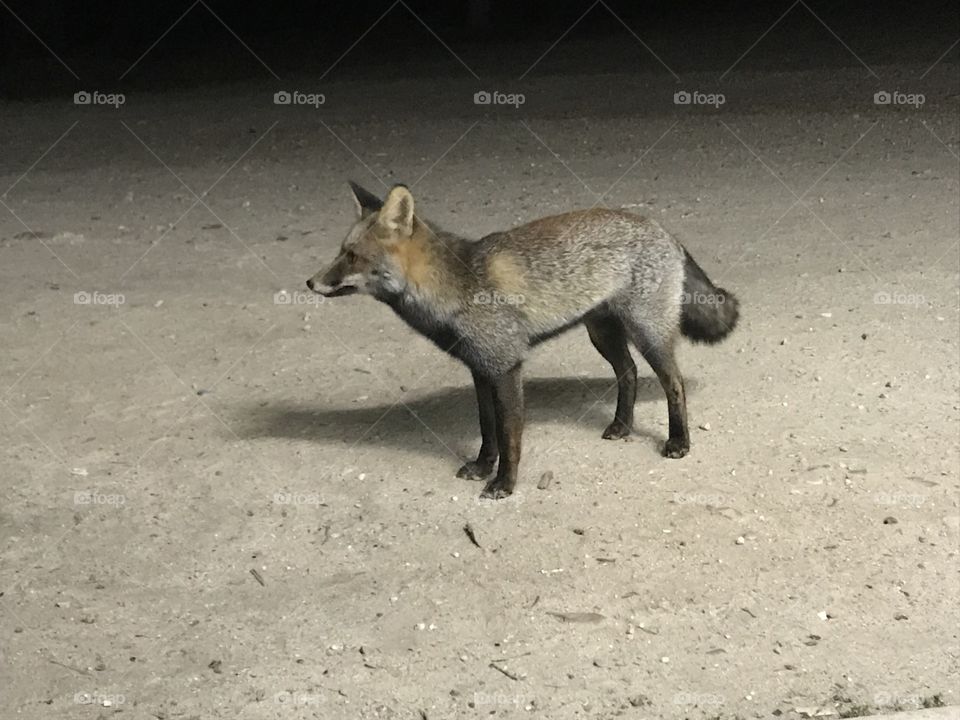 Wild Fox 