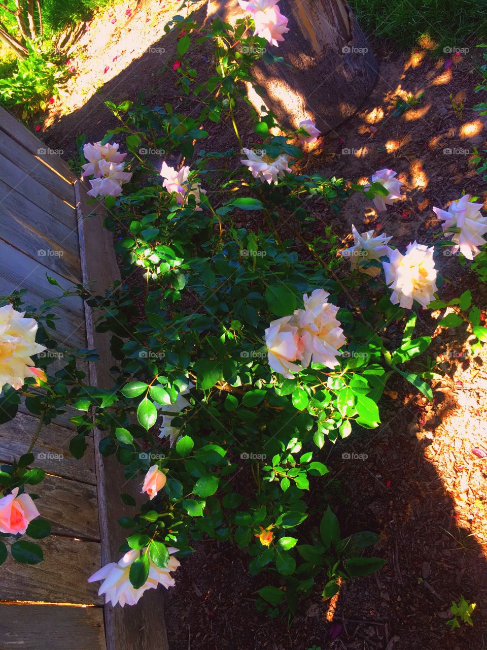  Flores  blancas