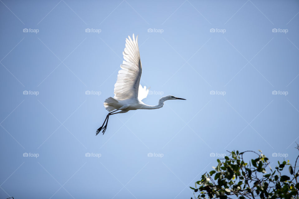 White Stork flying in the sky