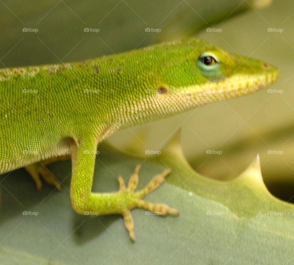 lizard reptile by lightanddrawing