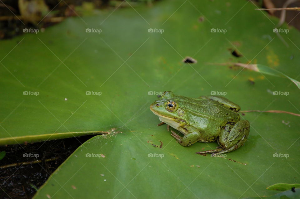 frog on leaf