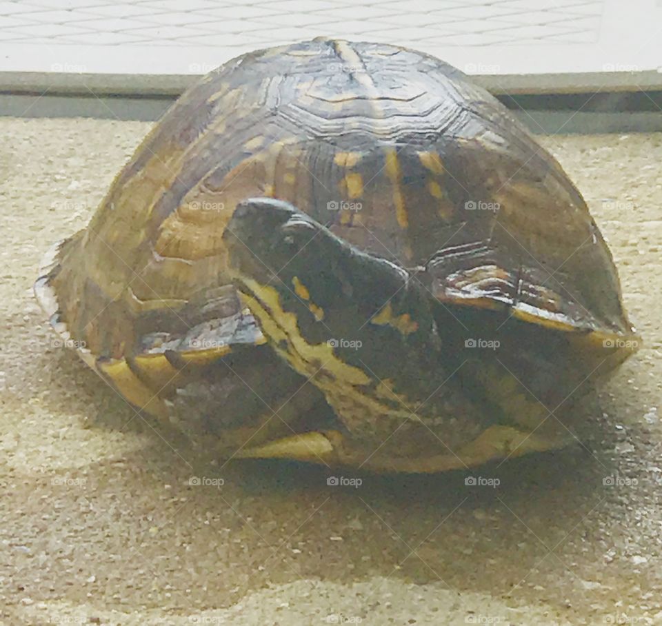This cute turtle has decided to take a look around, come out of his hard and patterned shell, and see if it’s safe to walk around. 