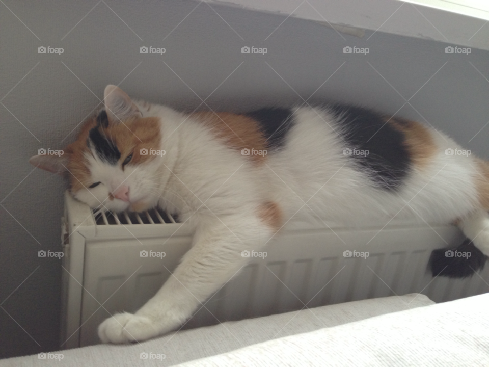 cat sleep by juulli_ya