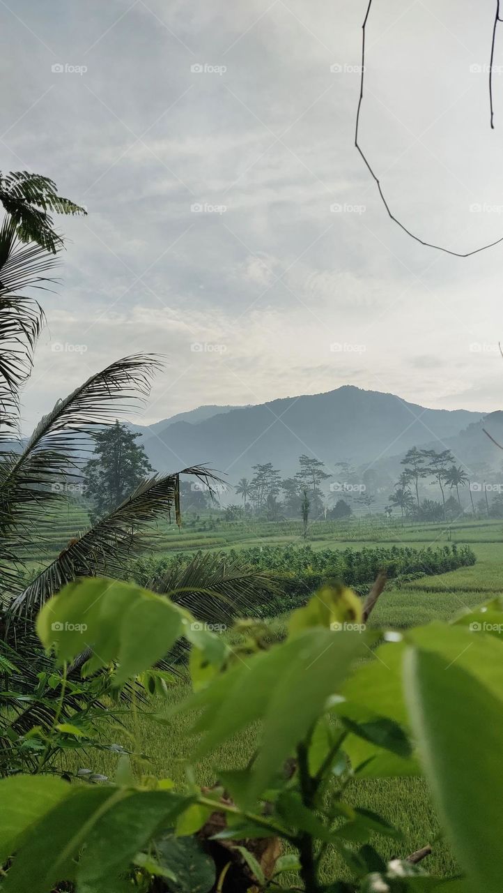 sawah dan gunung