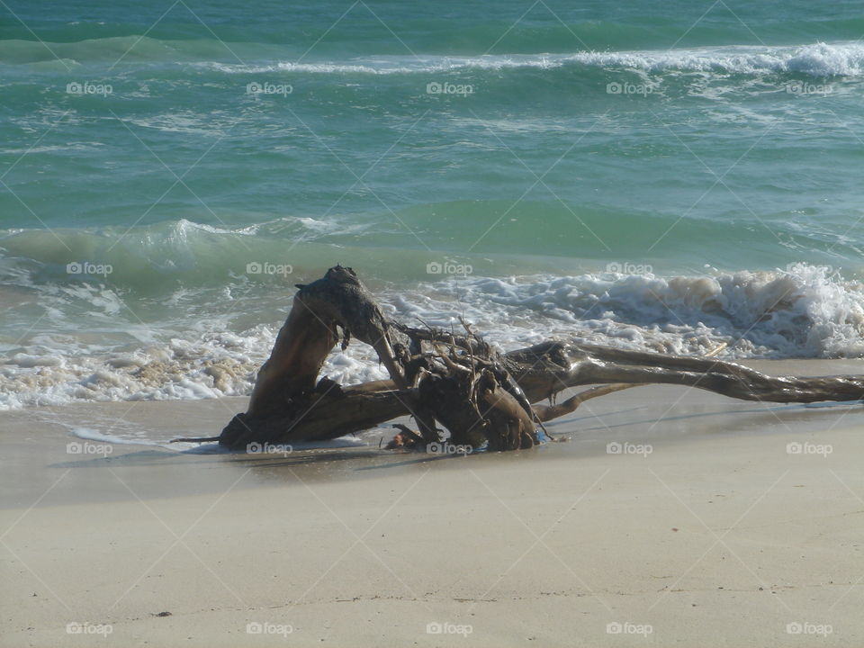 Driftwood