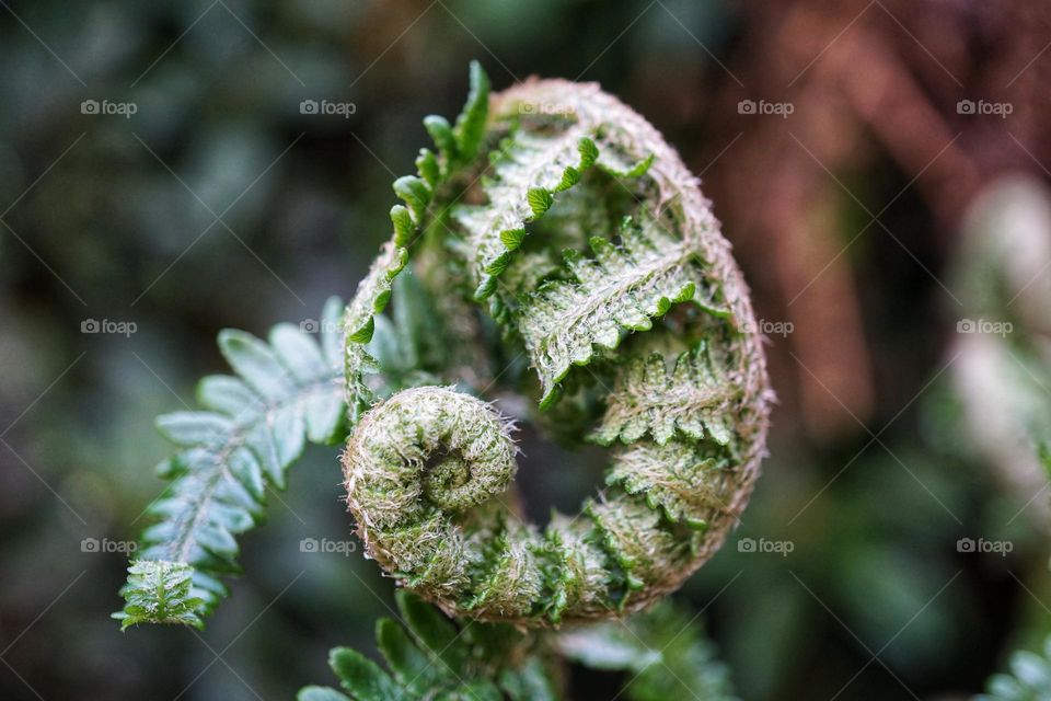 Springtime … new growth unravelling in my fern 