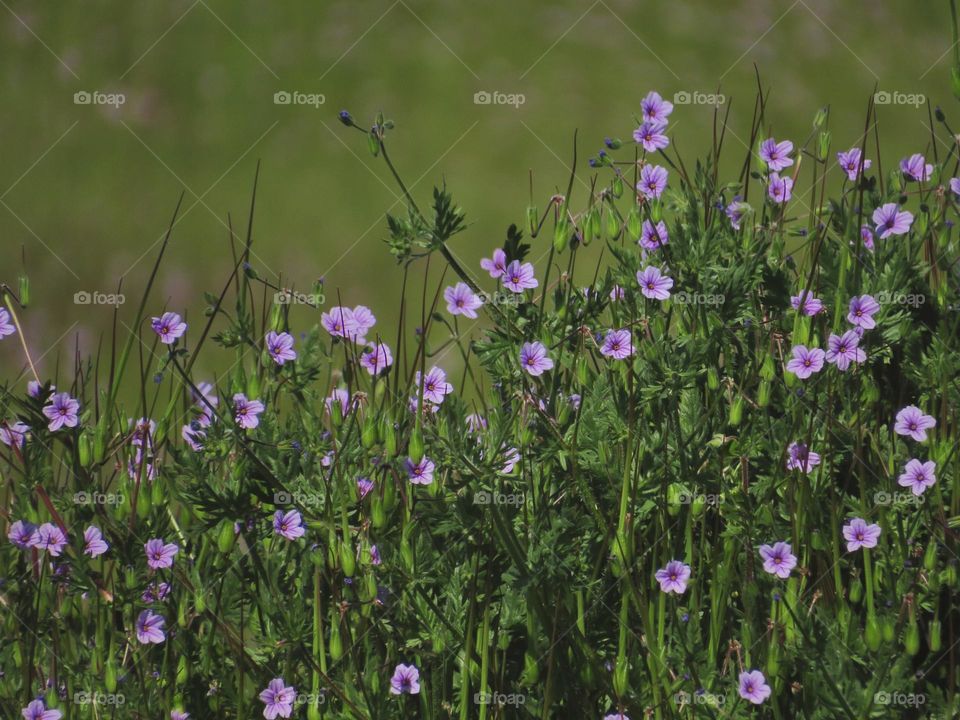 California Superbloom 2023 - Purple Wildflowers