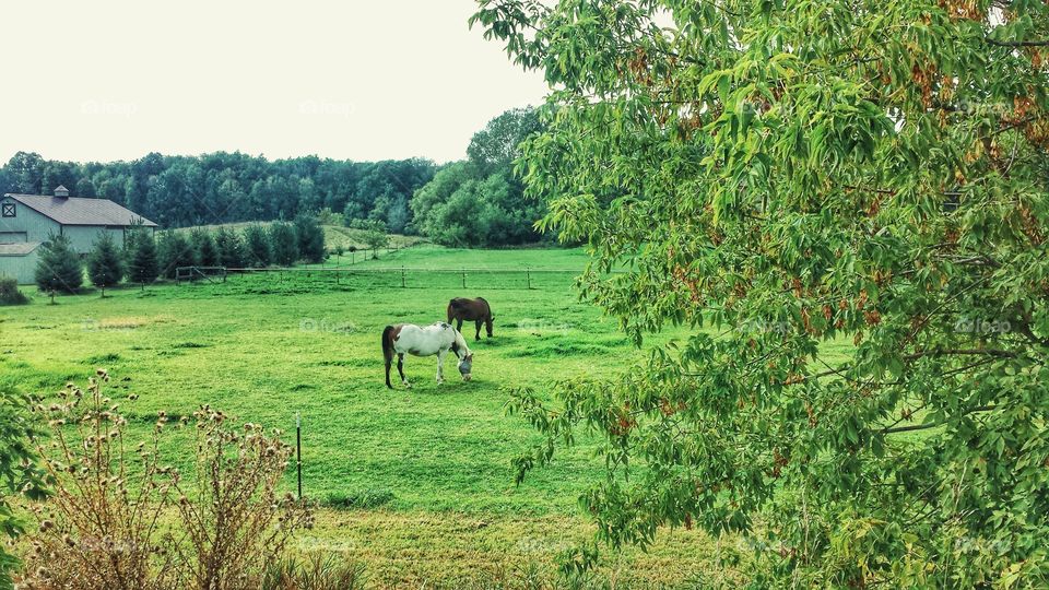 Farm Animals. Horses