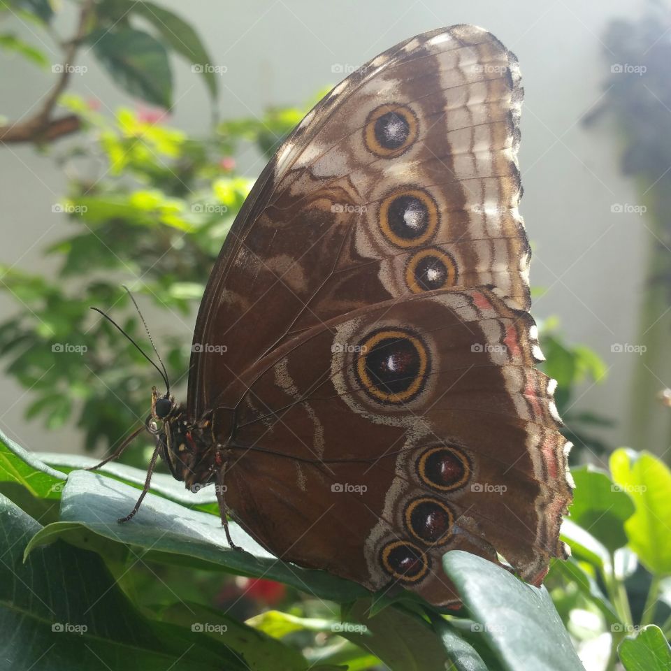 Beautiful butterfly