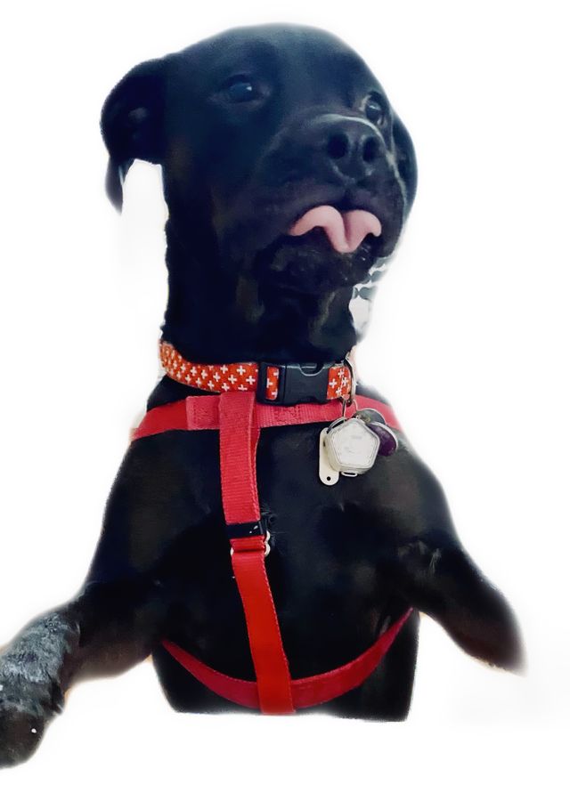 Funny December the dog 
