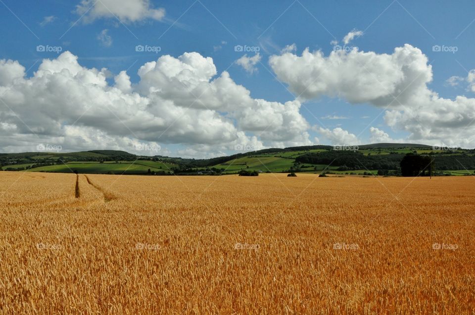 Irish wheat fields 