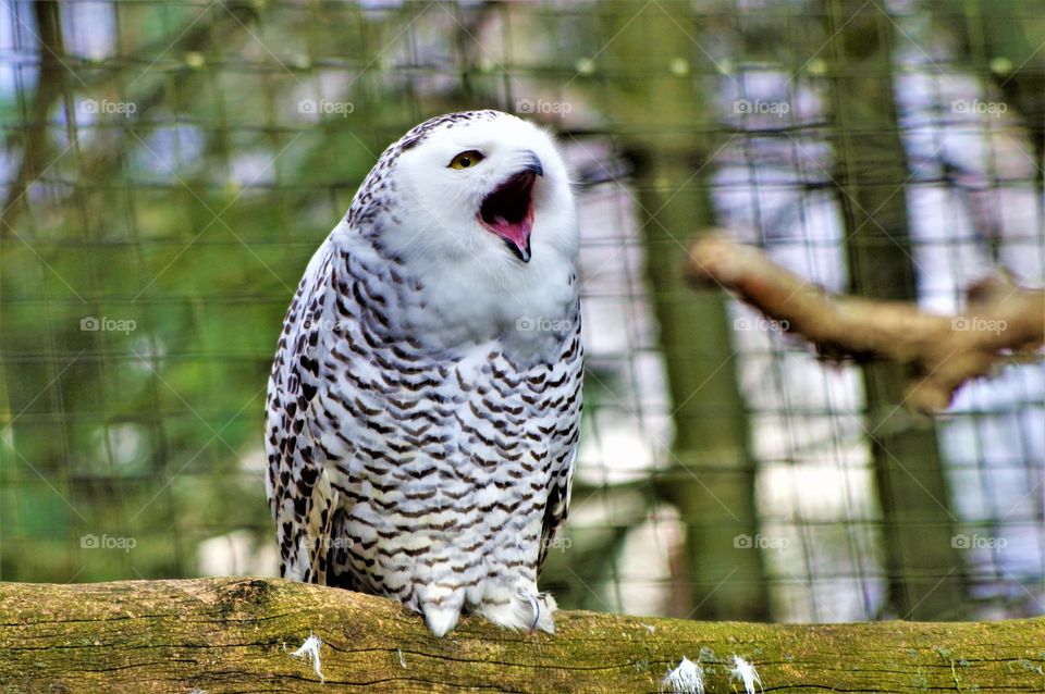 Snowy Owl Yawning