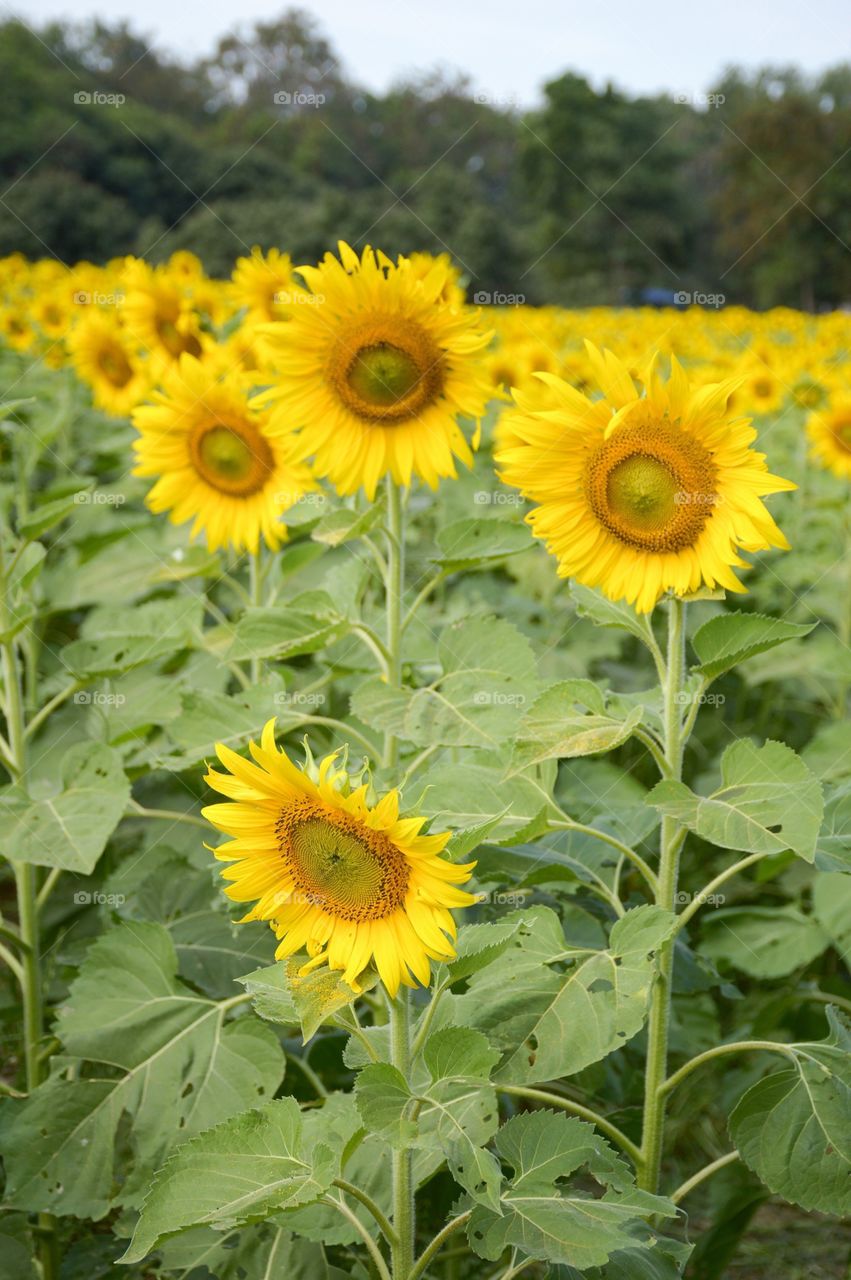 Sunflower in nature garden