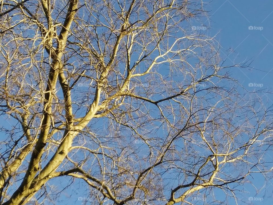 afternoon light on a winter tree