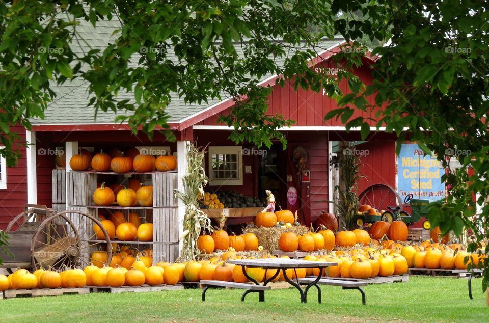 It's fall. It's fall in Michigan