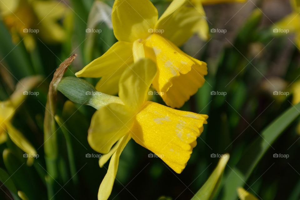 summer flowers. summer flowers