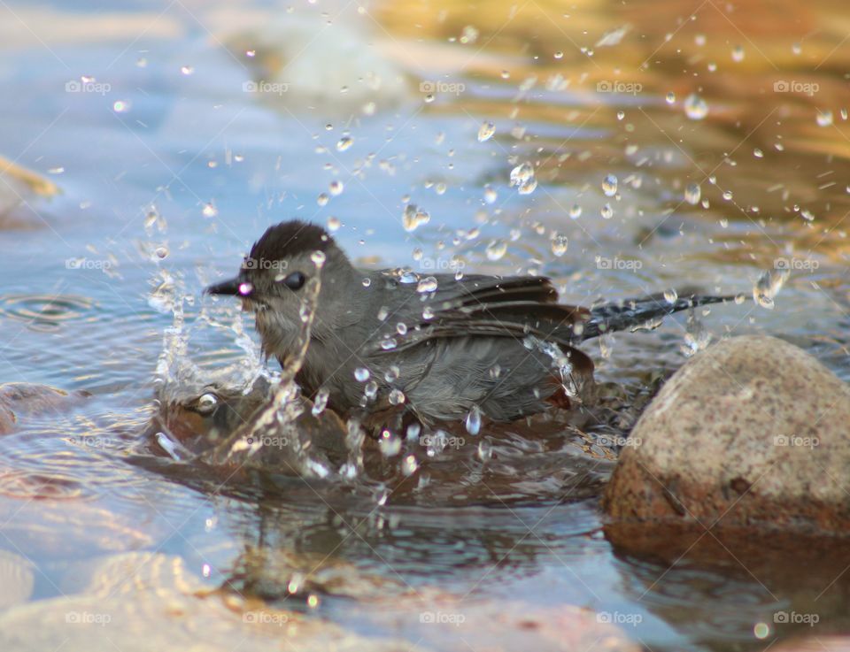 splashing bird