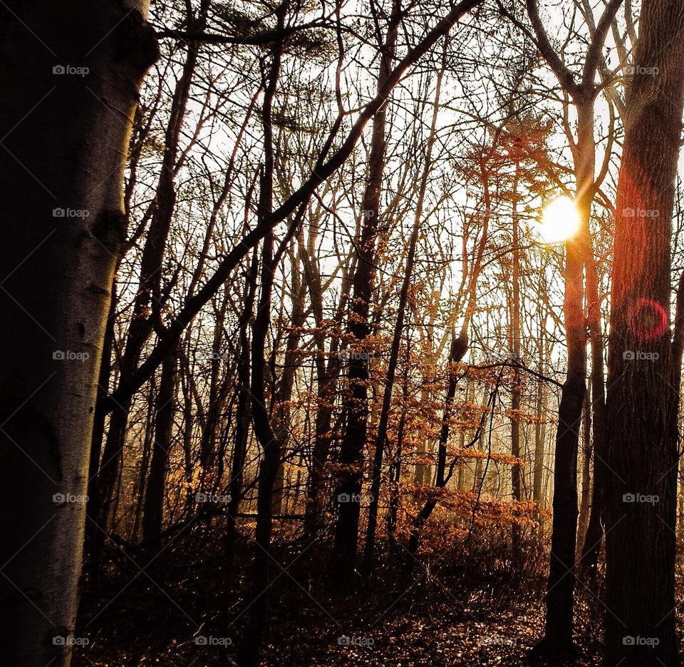 Sunlight in Woods