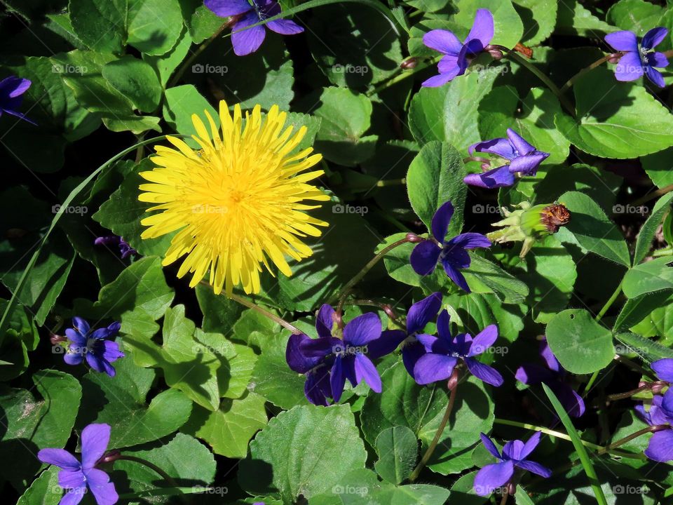 Dandelion and violets