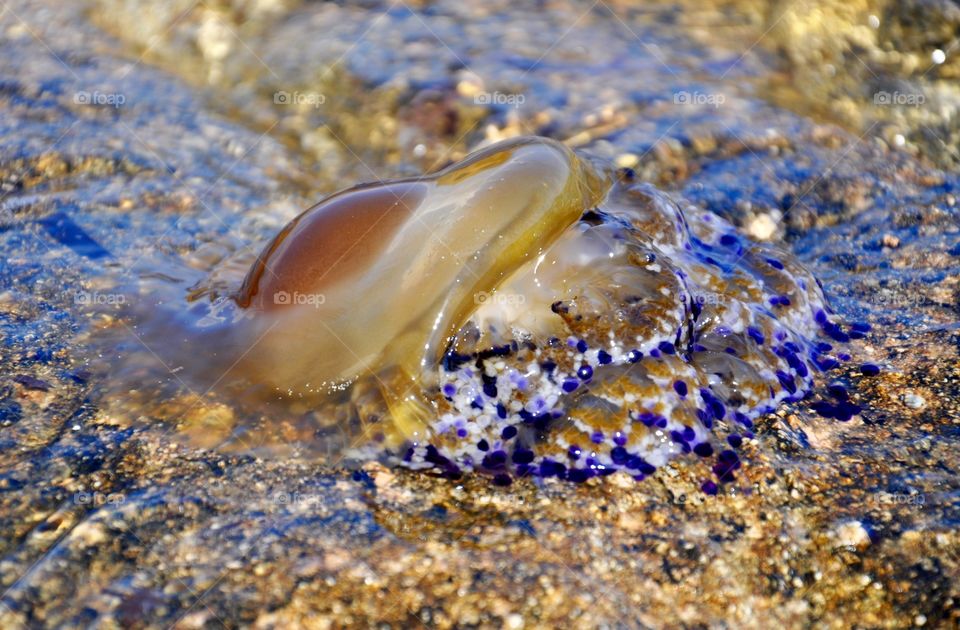 Jelly fish in Mediterranean Sea 