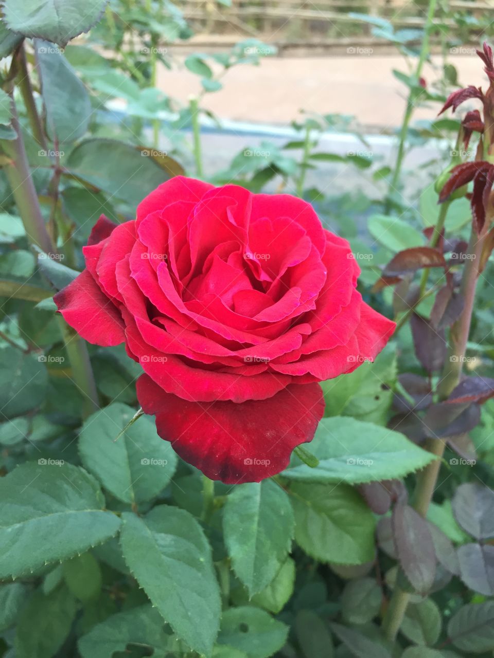 Red rose valentine’s day 
