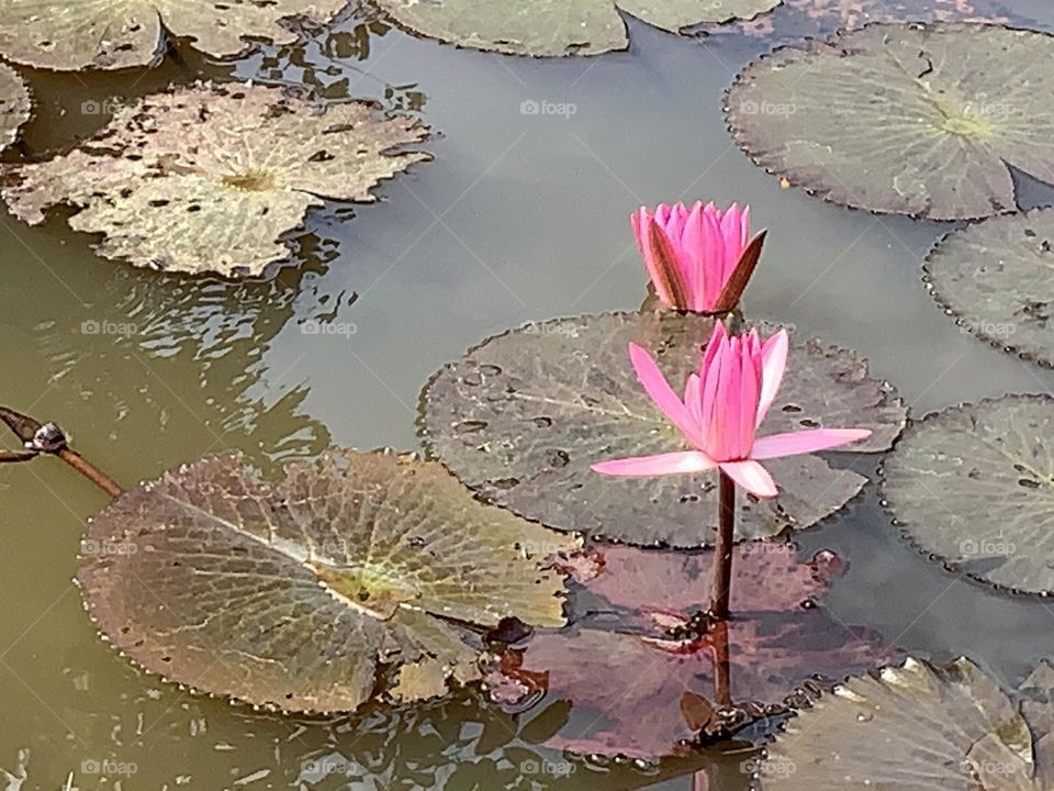 This is spring, My garden @ upcountry, Thailand.