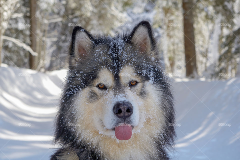 Alaskan Malamute