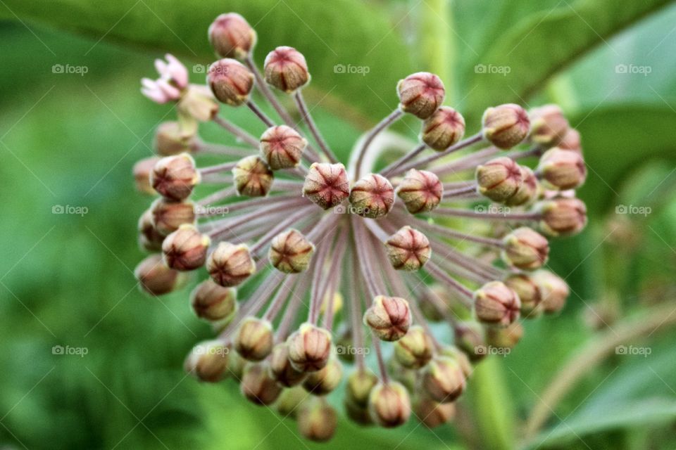 Closeup of Common Milkweed buds against a blurred green background 