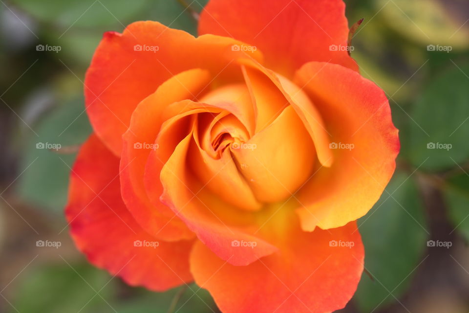 Elevated view of orange rose