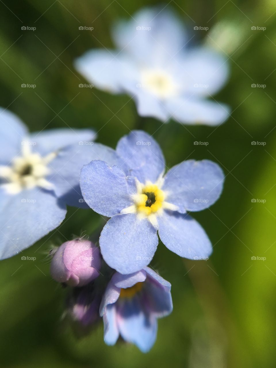 Close up of forget me not flower